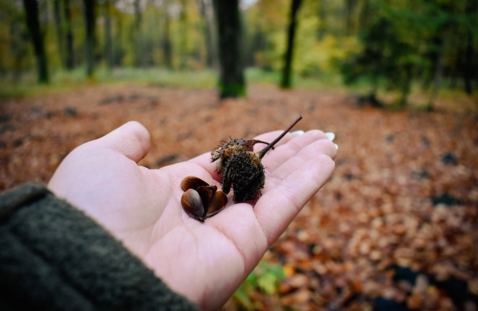 Leśnicy prowadzą zbiory nasion buka zwyczajnego.