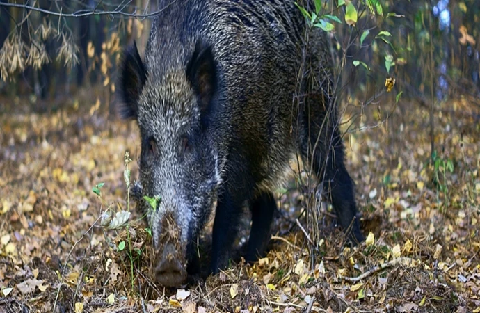 Inspekcja weterynaryjna poinformował o wykryciu pierwszego przypadku afrykańskiego pomoru świń na terenie województwa warmińsko-mazurskiego.