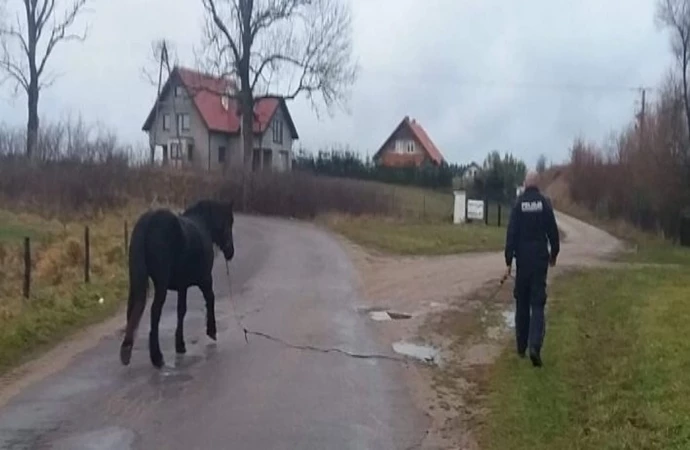 Takie interwencje to prawdziwa rzadkość. Policjant z Morąga złapał konia.